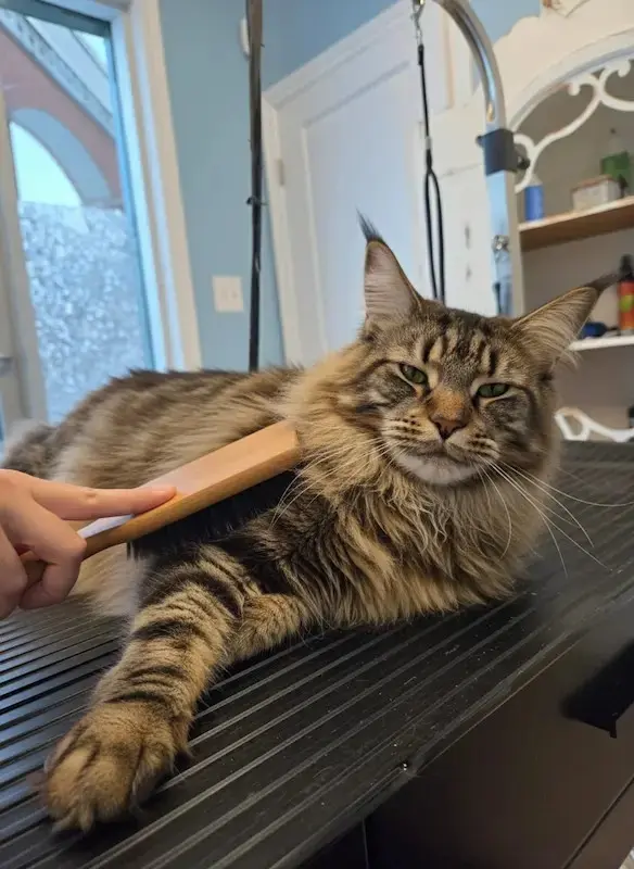 démêlage pour chat à sherbrooke