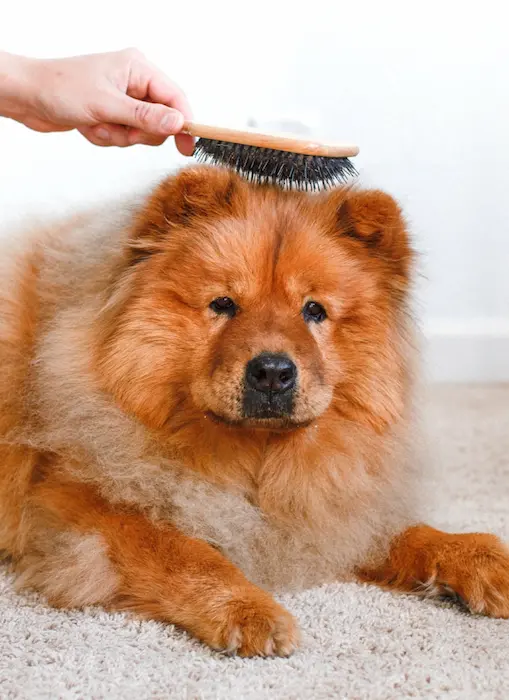toiletteur pour chien à sherbrooke